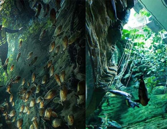 The Green Planet Dubai