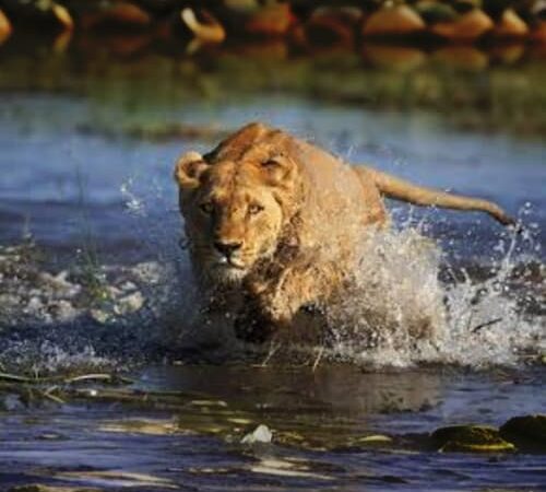 Al Ain Zoo