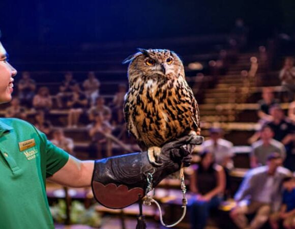 Night Safari Singapore