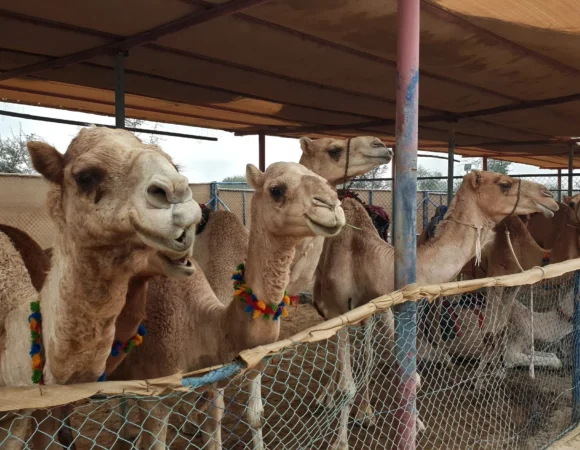 Guided Trip to Camel Farm