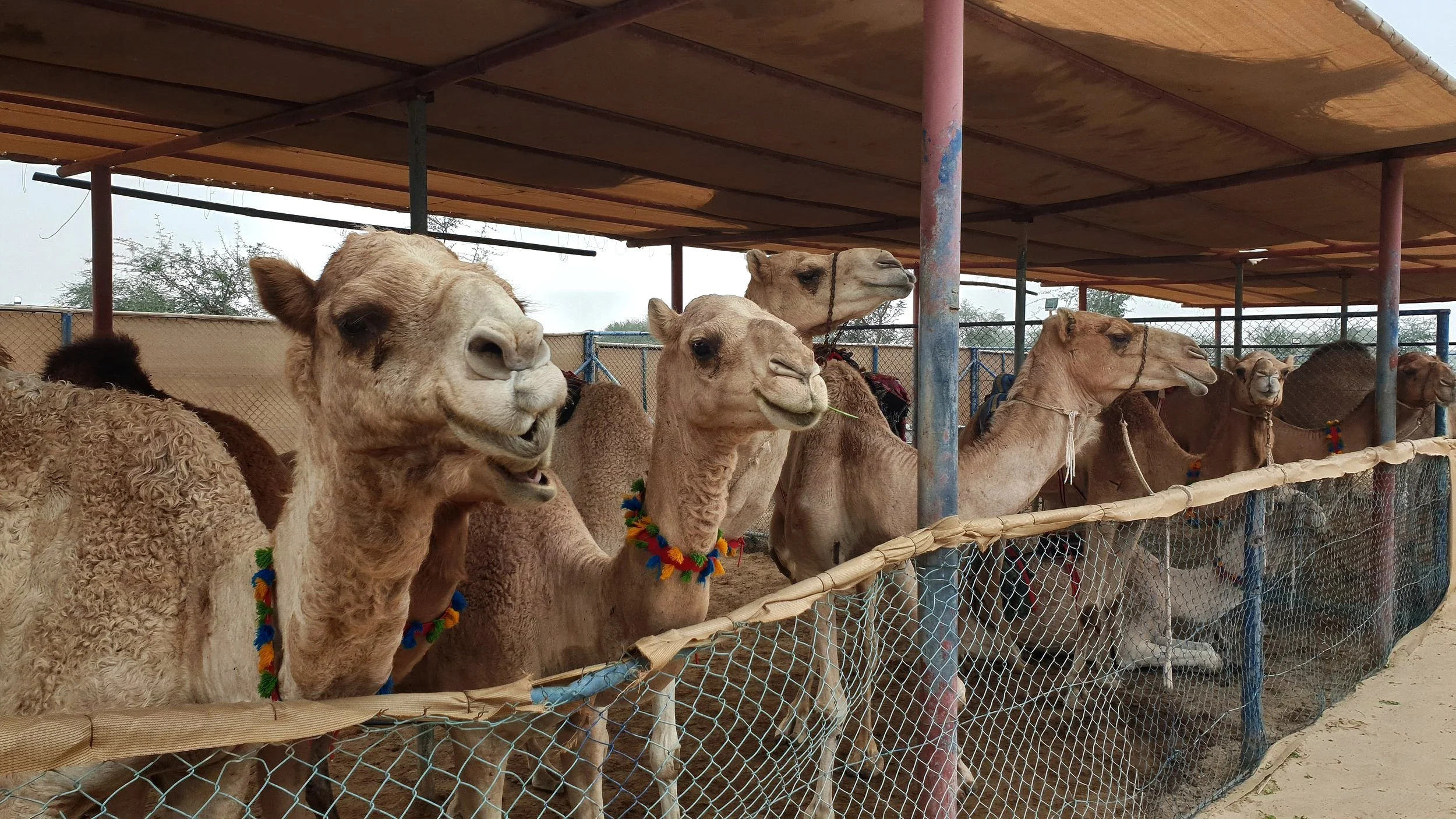 Guided Trip to Camel Farm