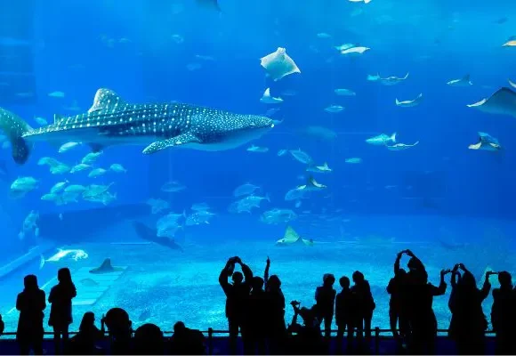 Dubai Aquarium and Underwater Zoo