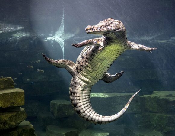 Dubai Crocodile Park