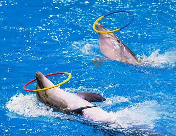 Dubai Dolphinarium From Abu Dhabi
